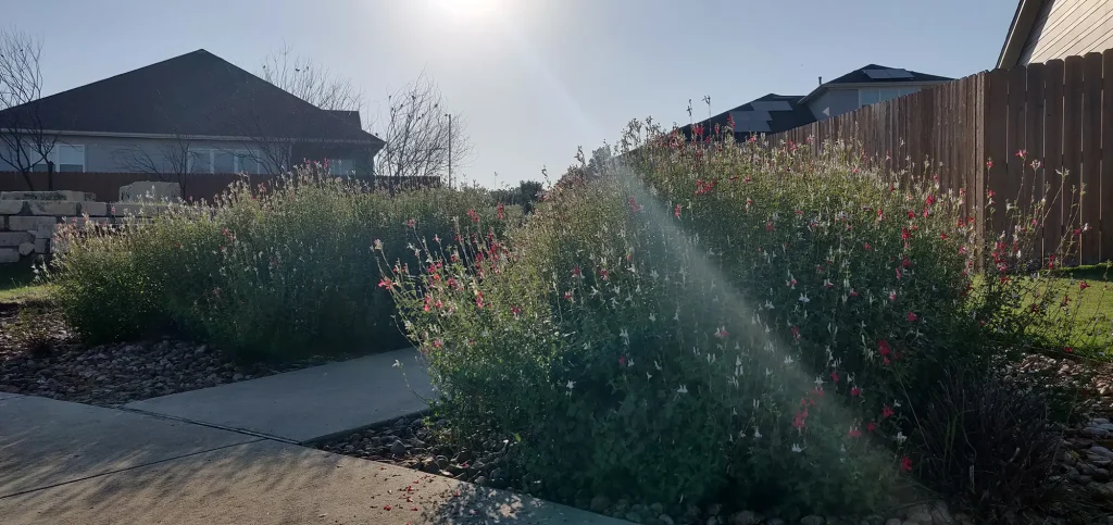 Path in Kezar Green Park in Knob Hill